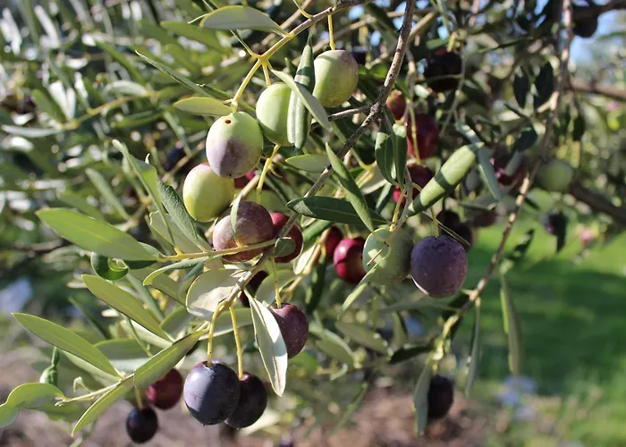Peter's Beachside Retreat Дом отдыха *